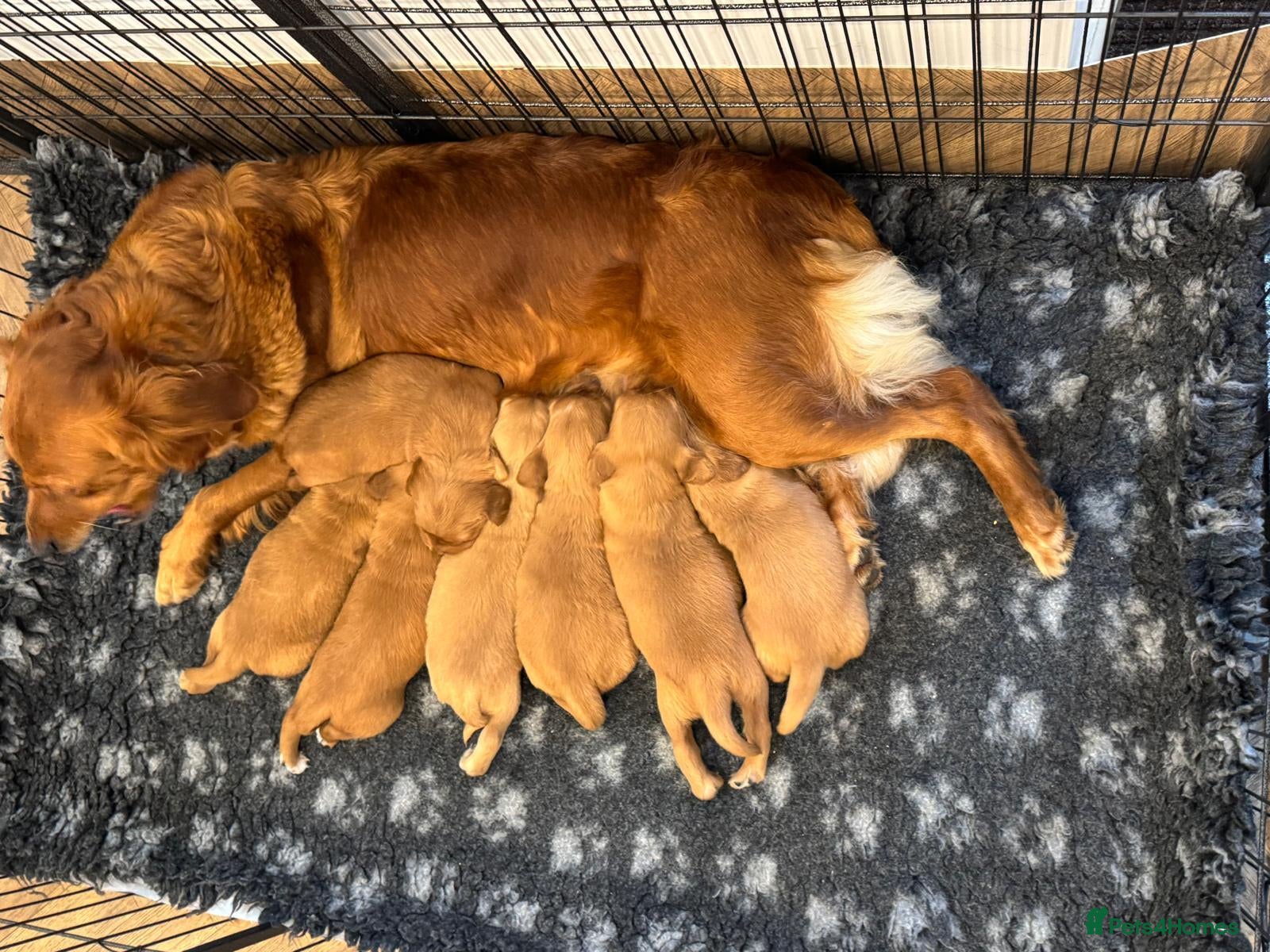 Golden Retriever dogs for sale: 🌟DNA clear, super dark, golden puppies 🌟 - Advert 1