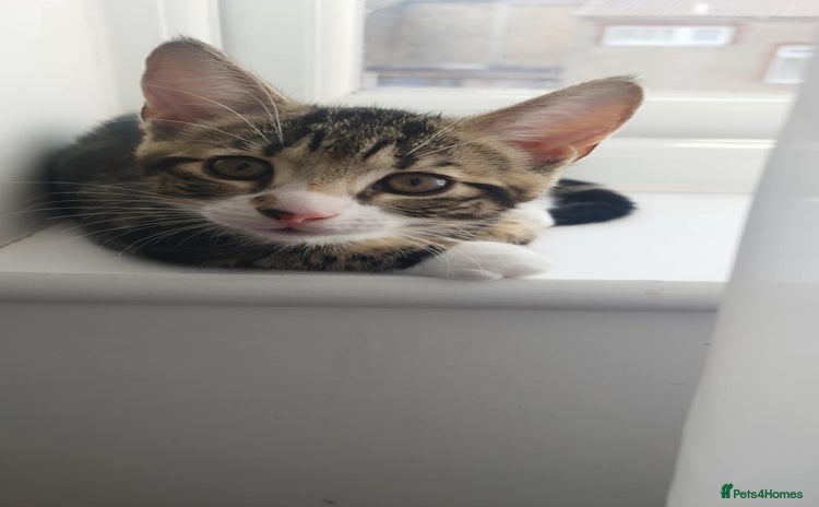 Mixed Breed cats - Advert 5
