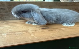 Mini Lop rabbits for sale: MINI LOP BUNNIES - PEDIGREE  - Image 38