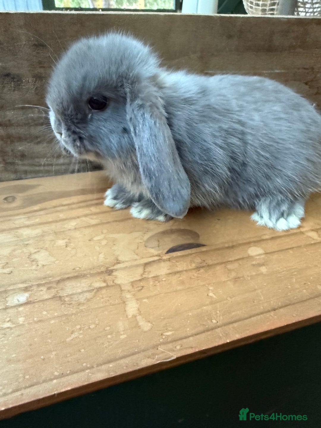 Mini Lop rabbits for sale: MINI LOP BUNNIES - PEDIGREE  - Image 38