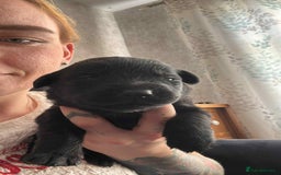 Mixed Breed dogs for sale: Beautiful Black Labrador/Rottweiler puppies - Image 7