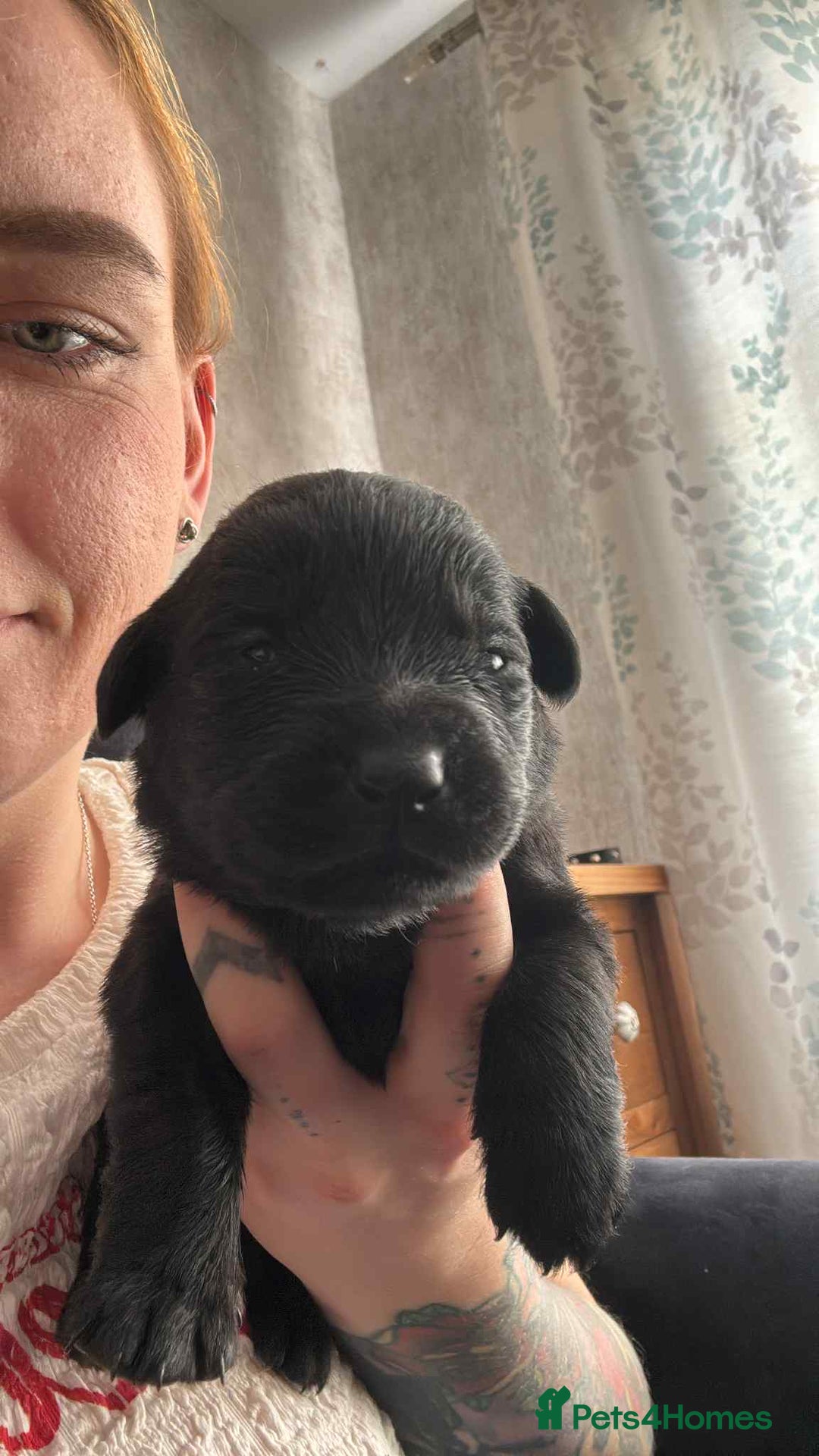 Mixed Breed dogs for sale: Beautiful Black Labrador/Rottweiler puppies - Image 7