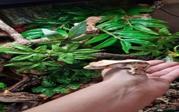 Gecko reptiles for sale: 2 x Male Crested Geckos  - Image 6