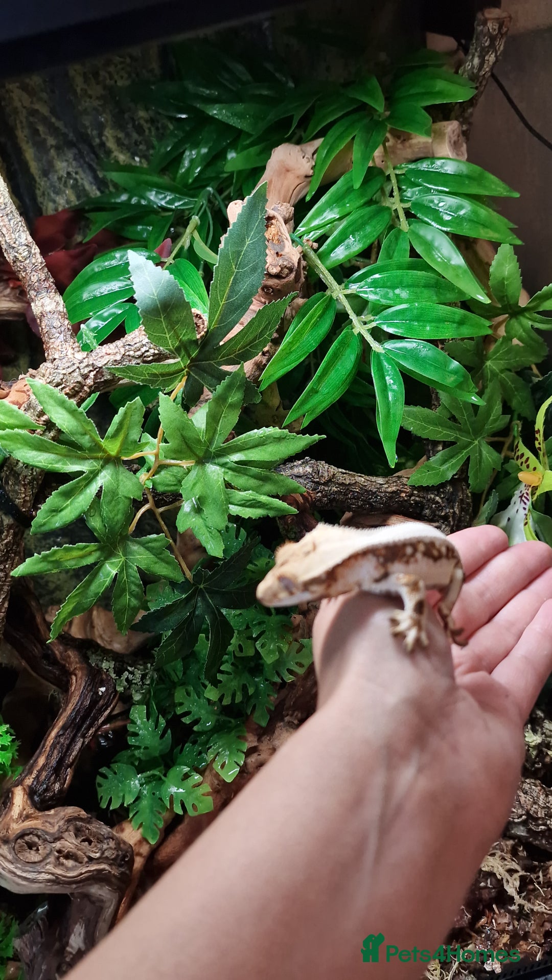 Gecko reptiles for sale: 2 x Male Crested Geckos  - Image 6