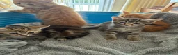 Mixed Breed cats for sale: 4 beautiful kittens ready now  - Advert 3