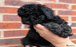 Miniature Poodle dogs for sale: Miniature Poodle Puppies from DNA tested Parents - Image 15