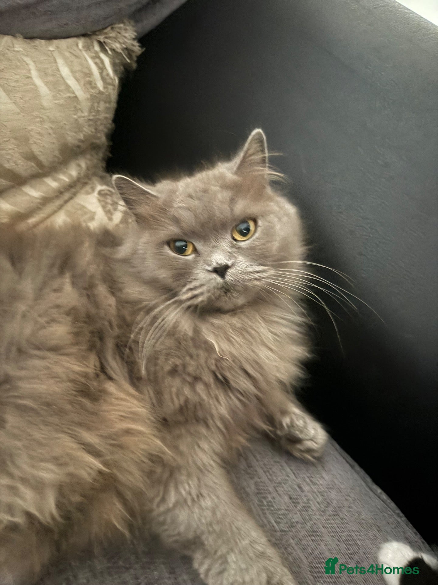 British Longhair cats Beautiful British long hair - Advert 14