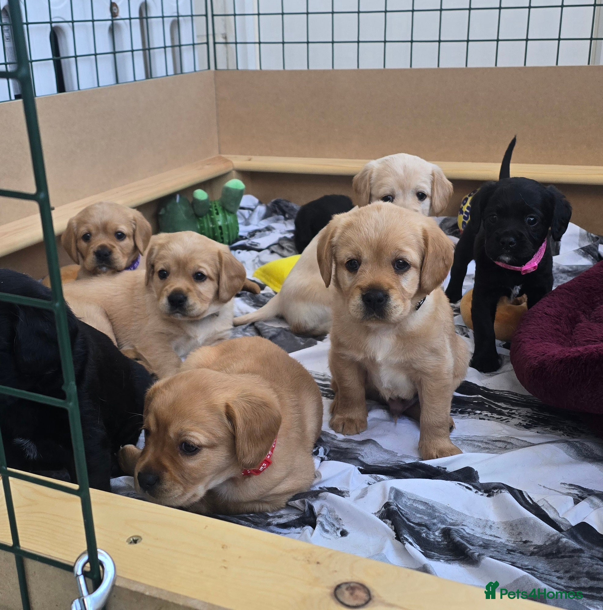 Mixed Breed dogs for sale: Cavador! Rare Ready 2 leave. 1 beautiful boy left. - Advert 29