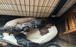 Miniature Dachshund dogs for sale: Miniature dachshund puppies  - Image 10