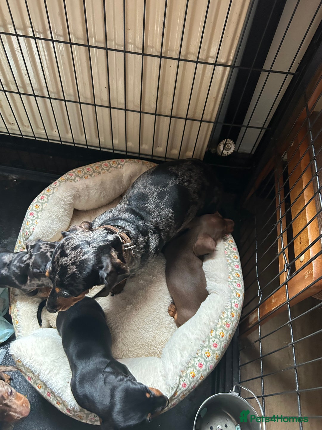 Miniature Dachshund dogs for sale: Miniature dachshund puppies  - Image 10