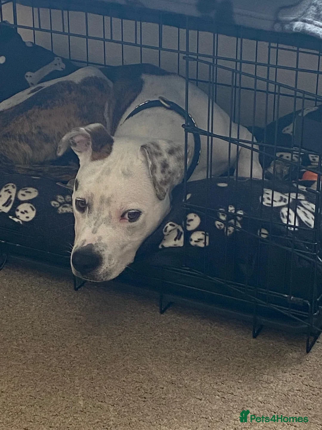 Mixed Breed dogs for sale: Staffordshire bull terrier cross in Bicester - Advert 4