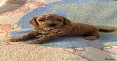 Miniature Poodle dogs KC registered Miniature Poodles  - Advert 2