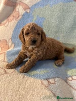 Miniature Poodle dogs KC registered Miniature Poodles - Advert 12