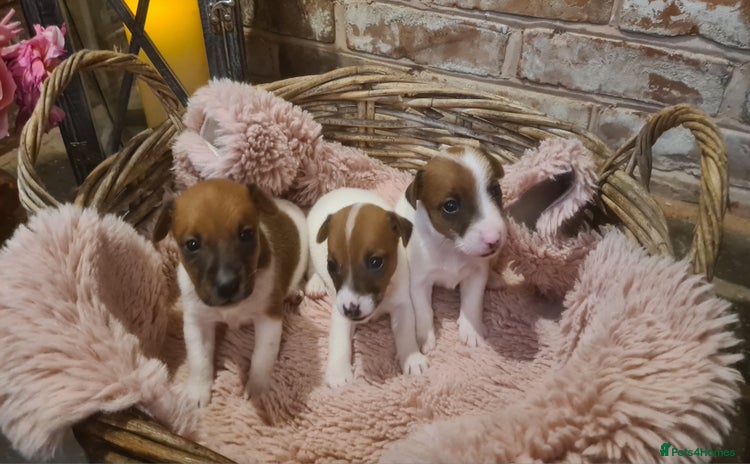 Jack Russell dogs - Advert 12