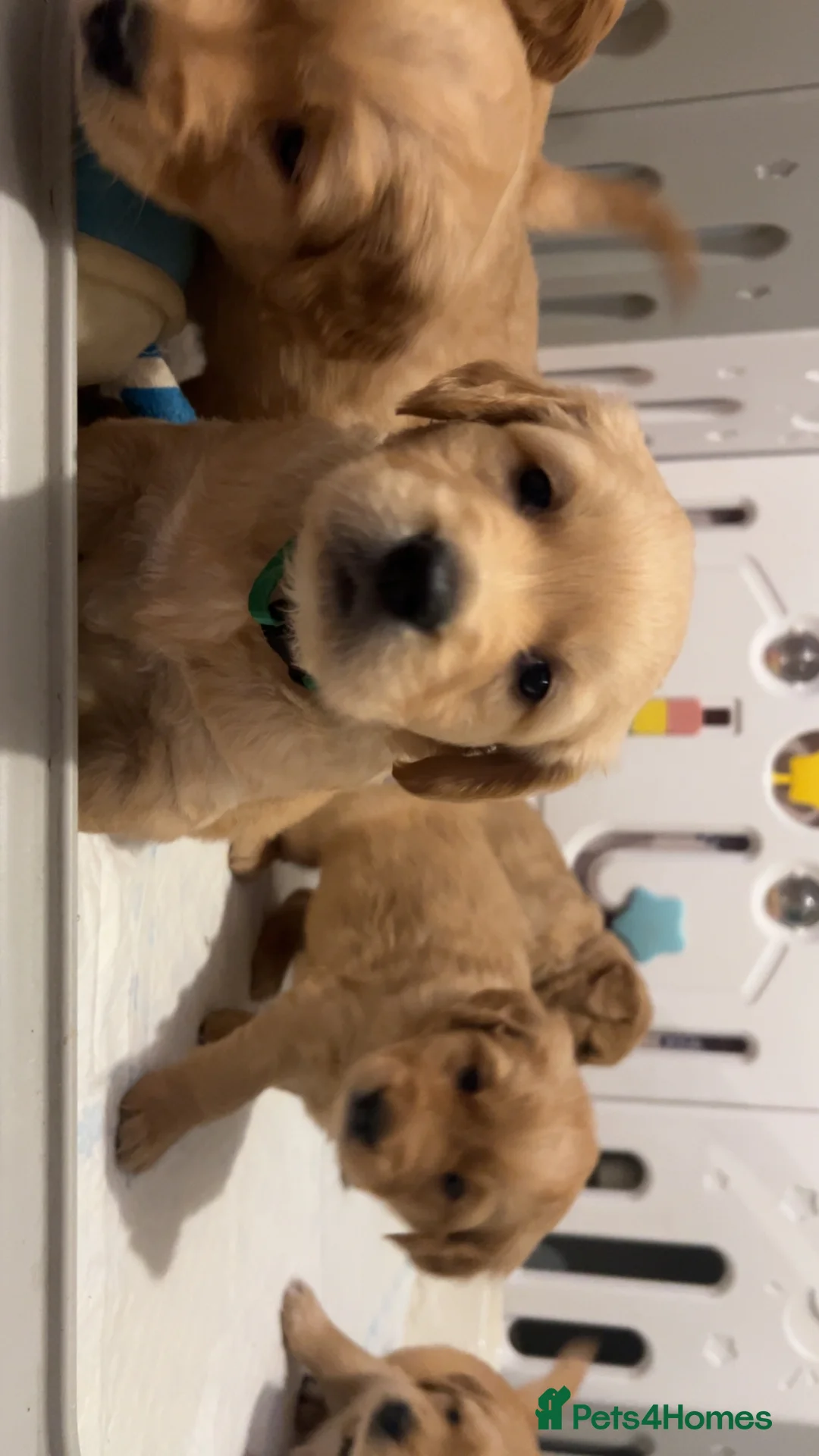 Golden Retriever dogs for sale: Extensively health tested kc reg golden retrievers - Advert 2