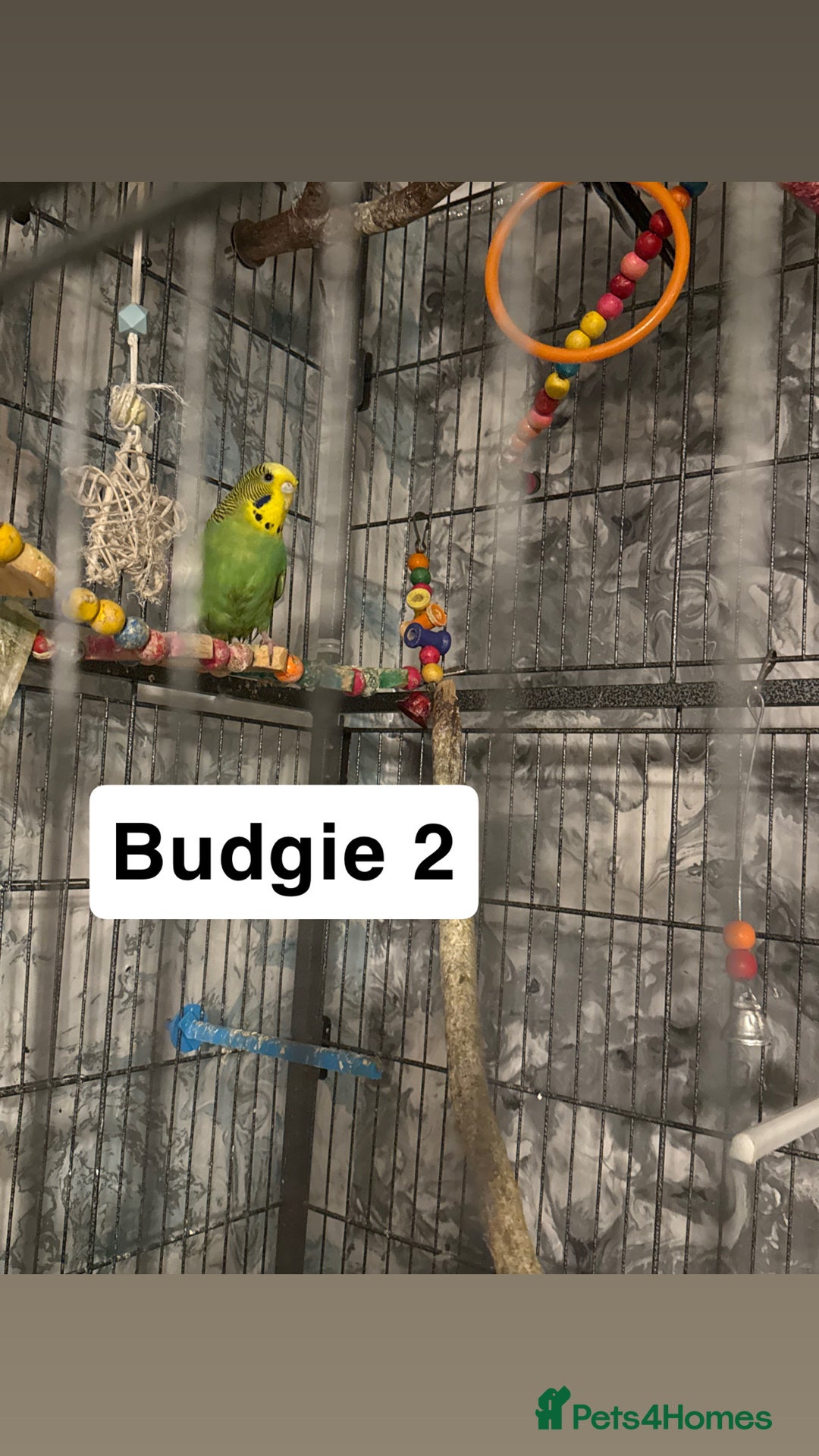 Budgerigars birds for sale: Budgies for sale ,canvey island £20 each. - Advert 3