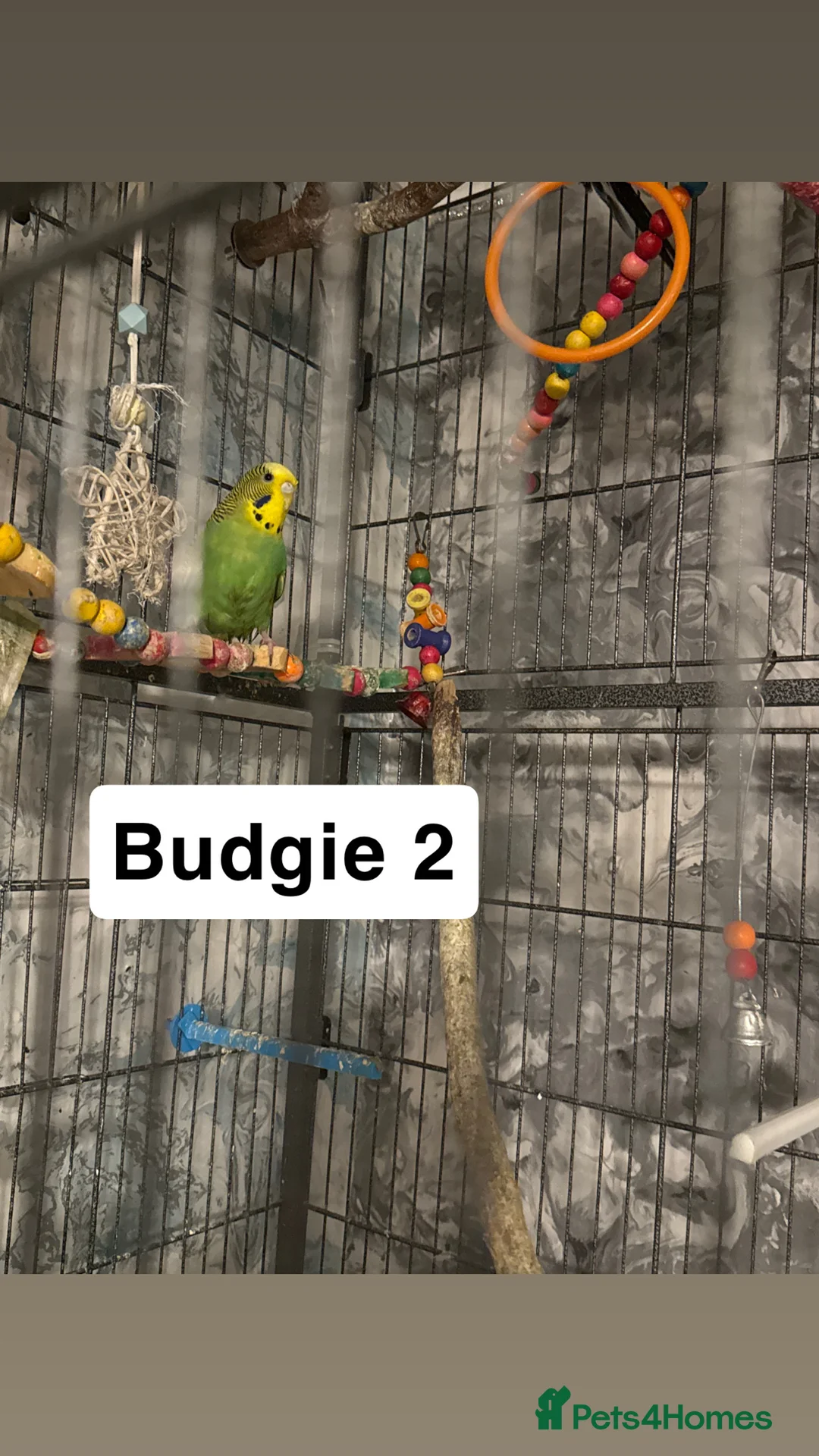 Budgerigars birds for sale: Budgies for sale ,canvey island £20 each. - Advert 3