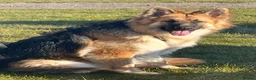 German Shepherd dogs for sale: Unfortunately, having to rehome our gsd  - Advert 1