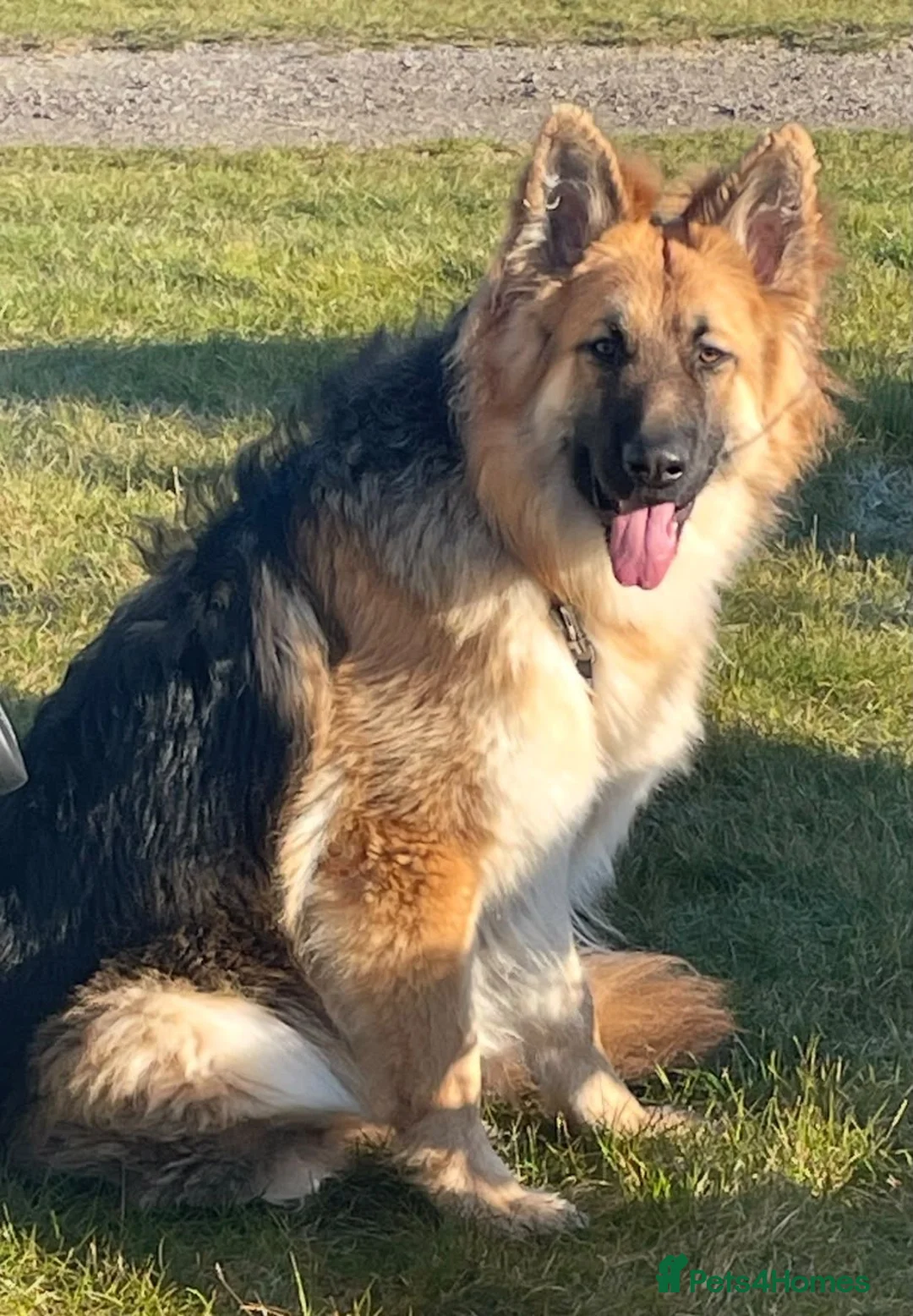 German Shepherd dogs for sale: Unfortunately, having to rehome our gsd  - Advert 1