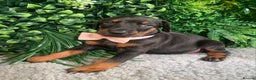Dobermann dogs for sale: KC REG HEALTH TESTED EUROPEAN DOBERMAN : REDUCED! - Advert 8