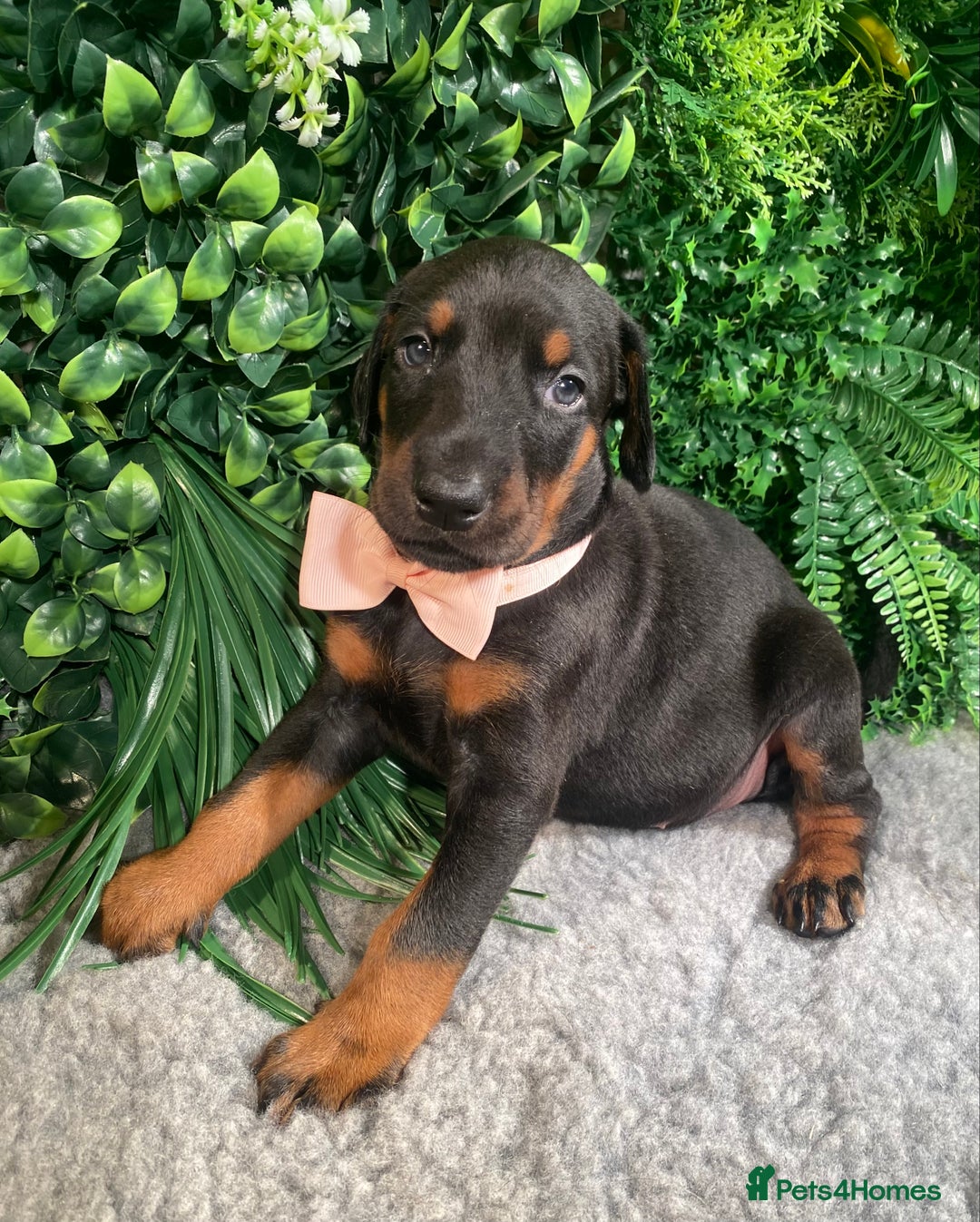 Dobermann dogs for sale: KC REG HEALTH TESTED EUROPEAN DOBERMAN : REDUCED! - Advert 8