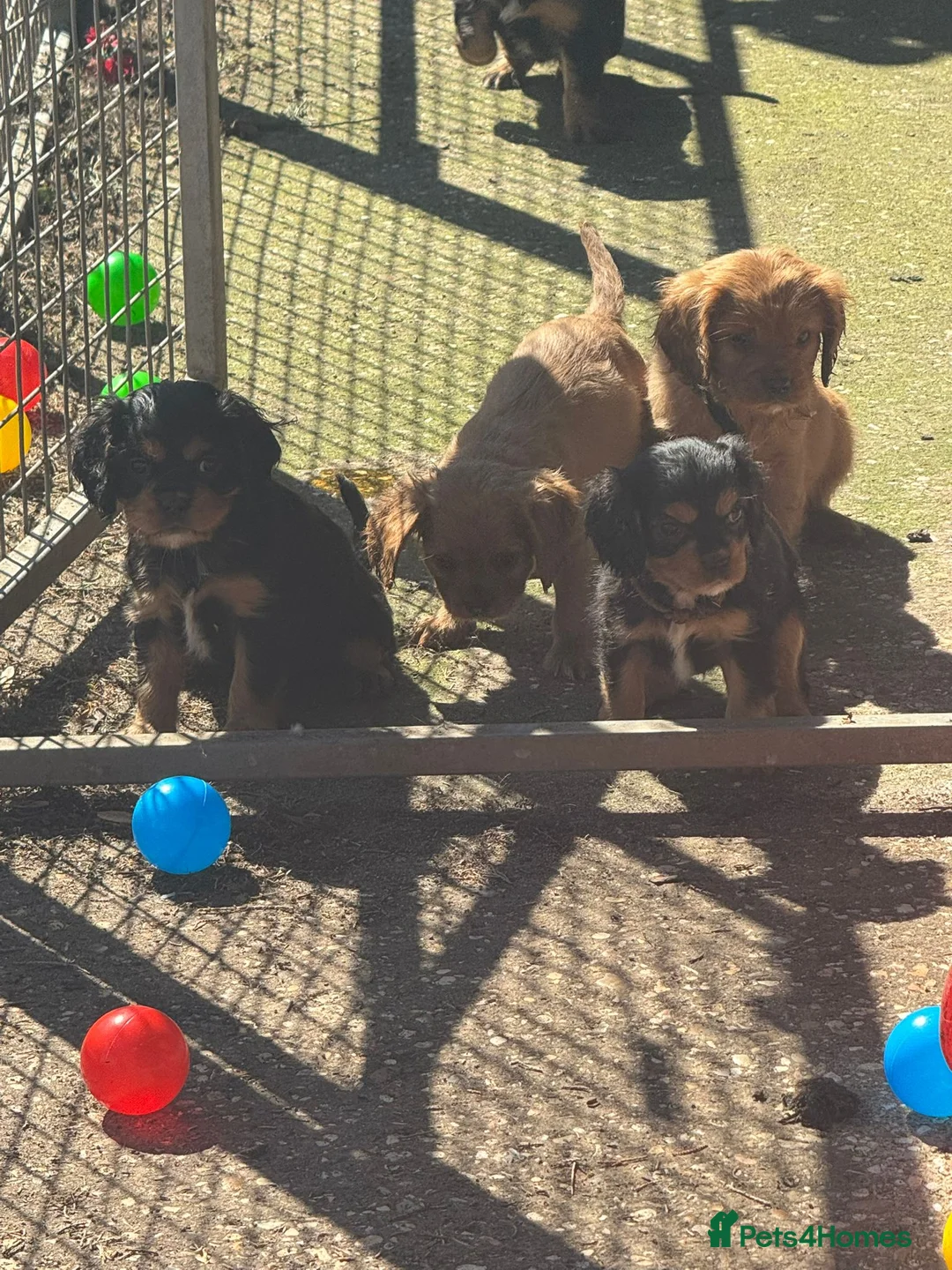 Cavalier King Charles Spaniel dogs for sale: 4 gorgeous Cavaliers for sale - Advert 11