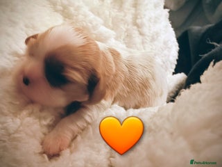 Cavalier King Charles Spaniel dogs STUNNING CAVALIER KING CHARLES SPANIEL PUPPIES *** - Advert 17