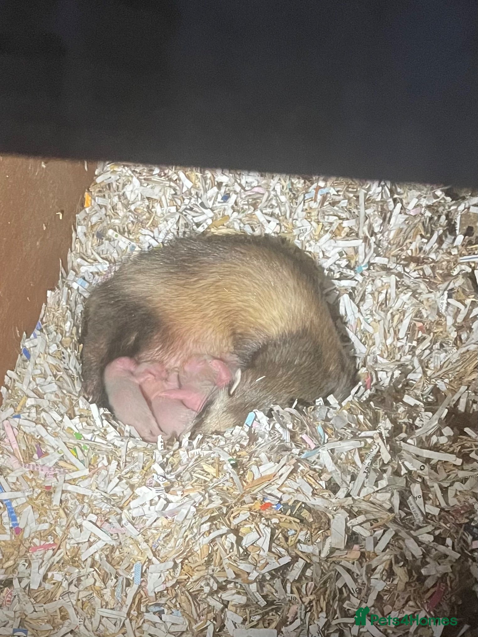 Ferret rodents Polecat x silver half angora ferrets - Advert 18