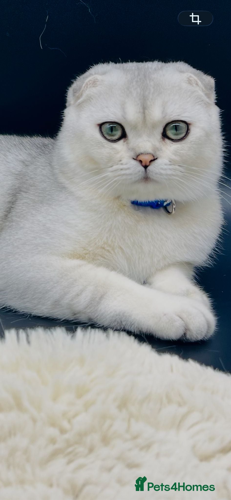 Scottish Fold cats Beautiful Scottish Fold Boy Kitten - Advert 3