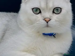 Scottish Fold cats Beautiful Scottish Fold Boy Kitten - Advert 3