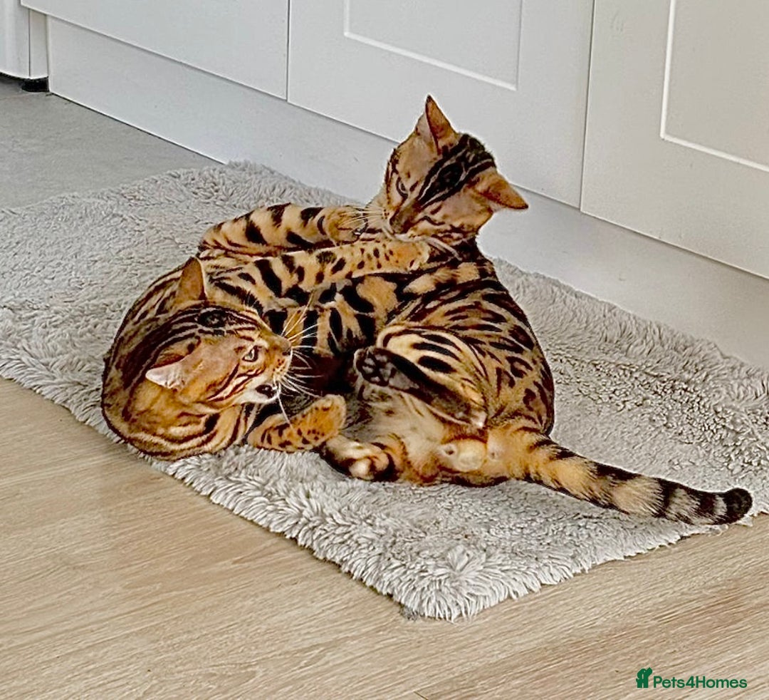 Bengal cats for sale: Young Bengals Males & Females - Image 15