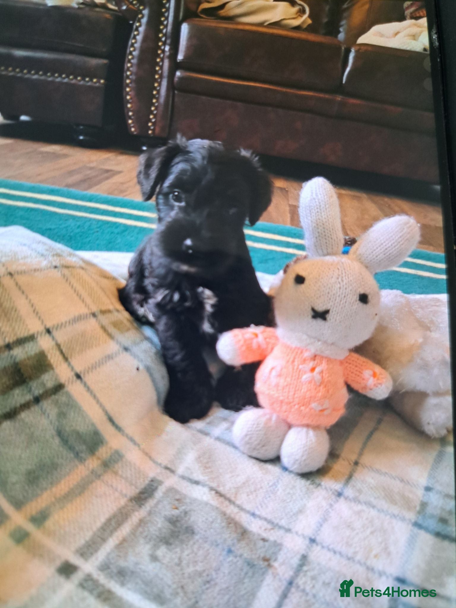 Miniature Schnauzer dogs Cutest miniature schnauzer puppies  - Advert 1