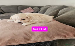 Maltipoo dogs for sale: F1 dna tested maltipoos - Image 7