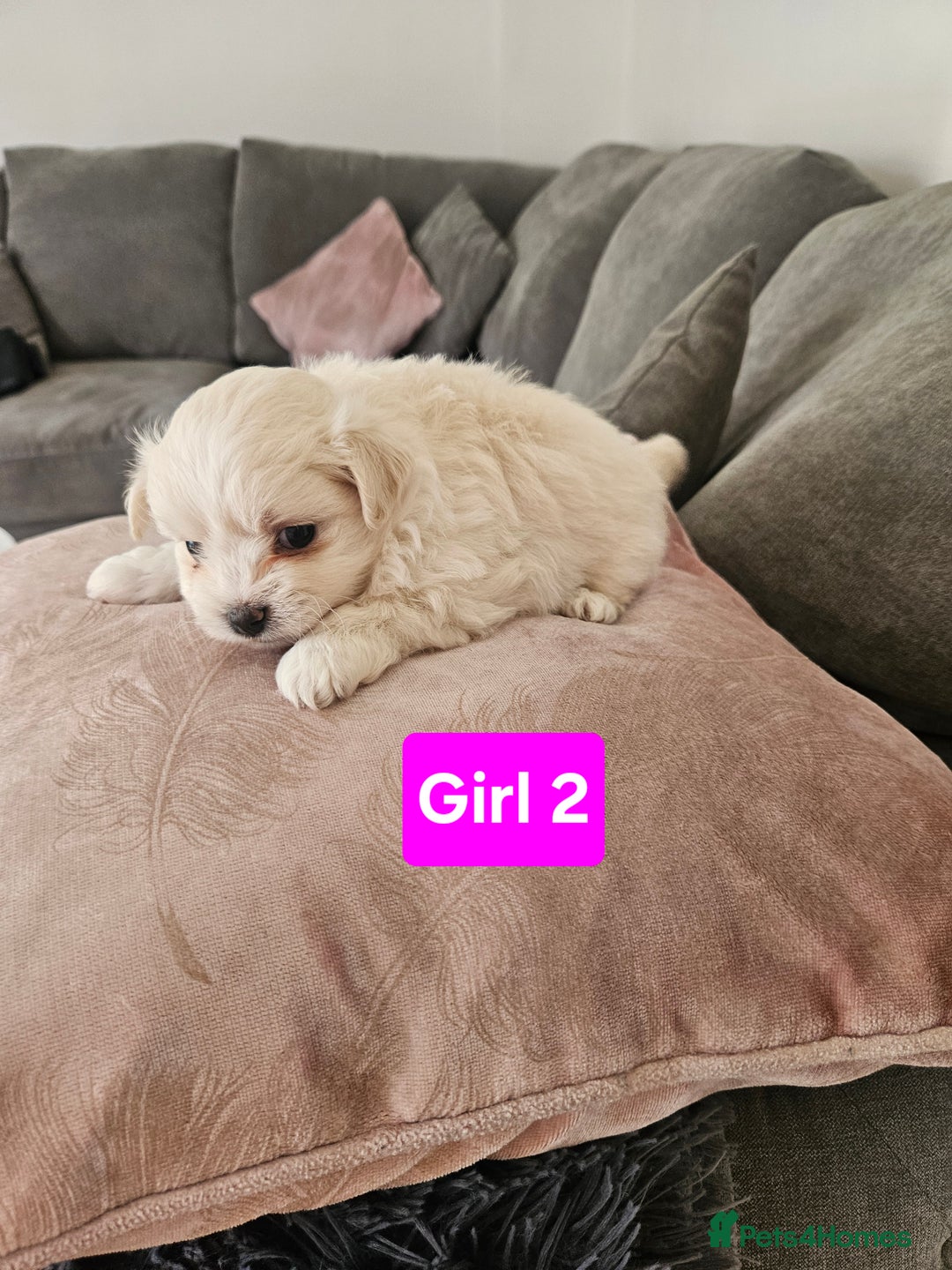 Maltipoo dogs for sale: F1 dna tested maltipoos - Image 7