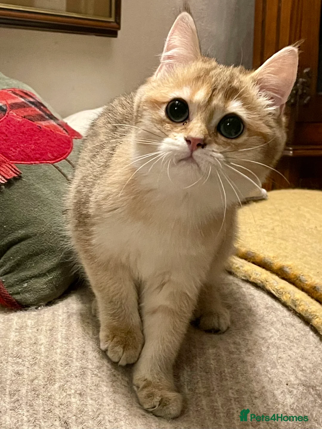 British Shorthair cats for sale: Ready Today Golden Female Kitten  - Advert 18