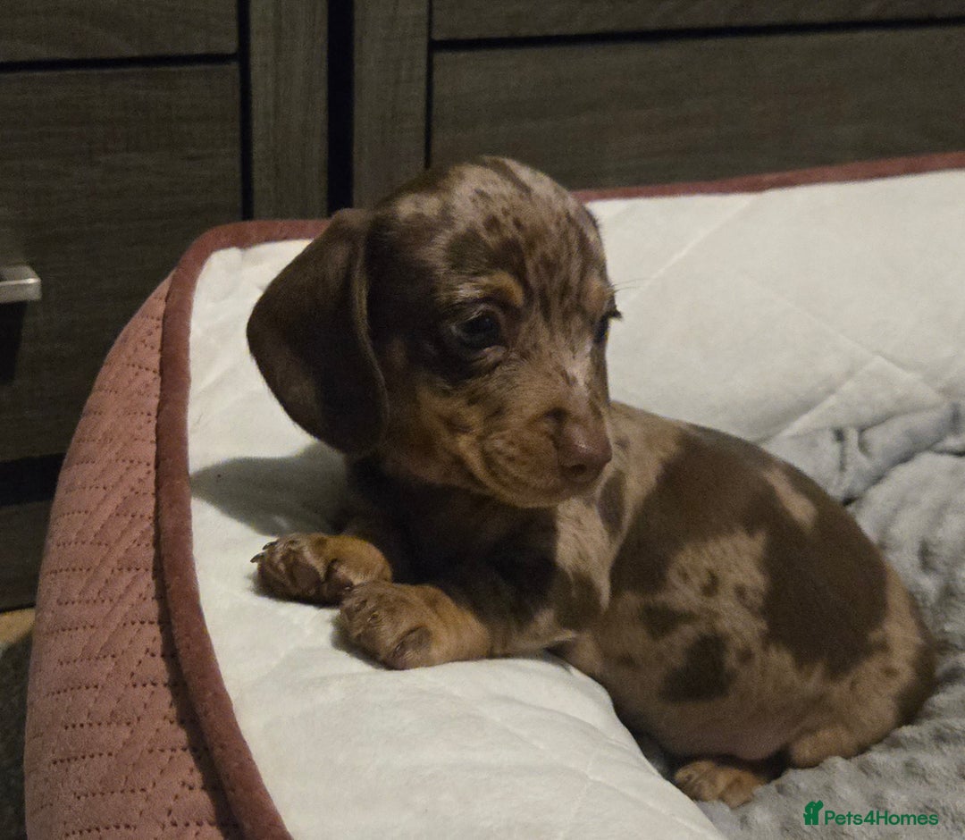 Dachshund dogs for sale: Miniture smooth haired dachshund - Image 5