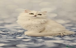 British Longhair cats for sale: Excellent Scottish straight Highland Kittens - Image 14