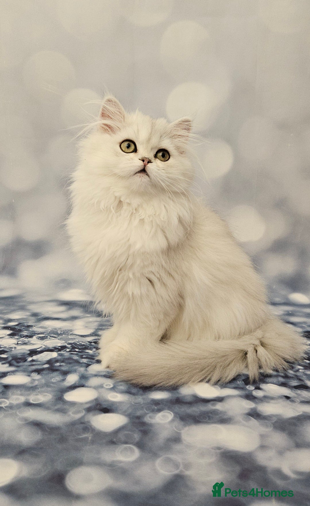 British Longhair cats for sale: Excellent Scottish straight Highland Kittens - Image 14