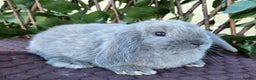 Mini Lop rabbits for sale: Pure mini lop babies  - Advert 6