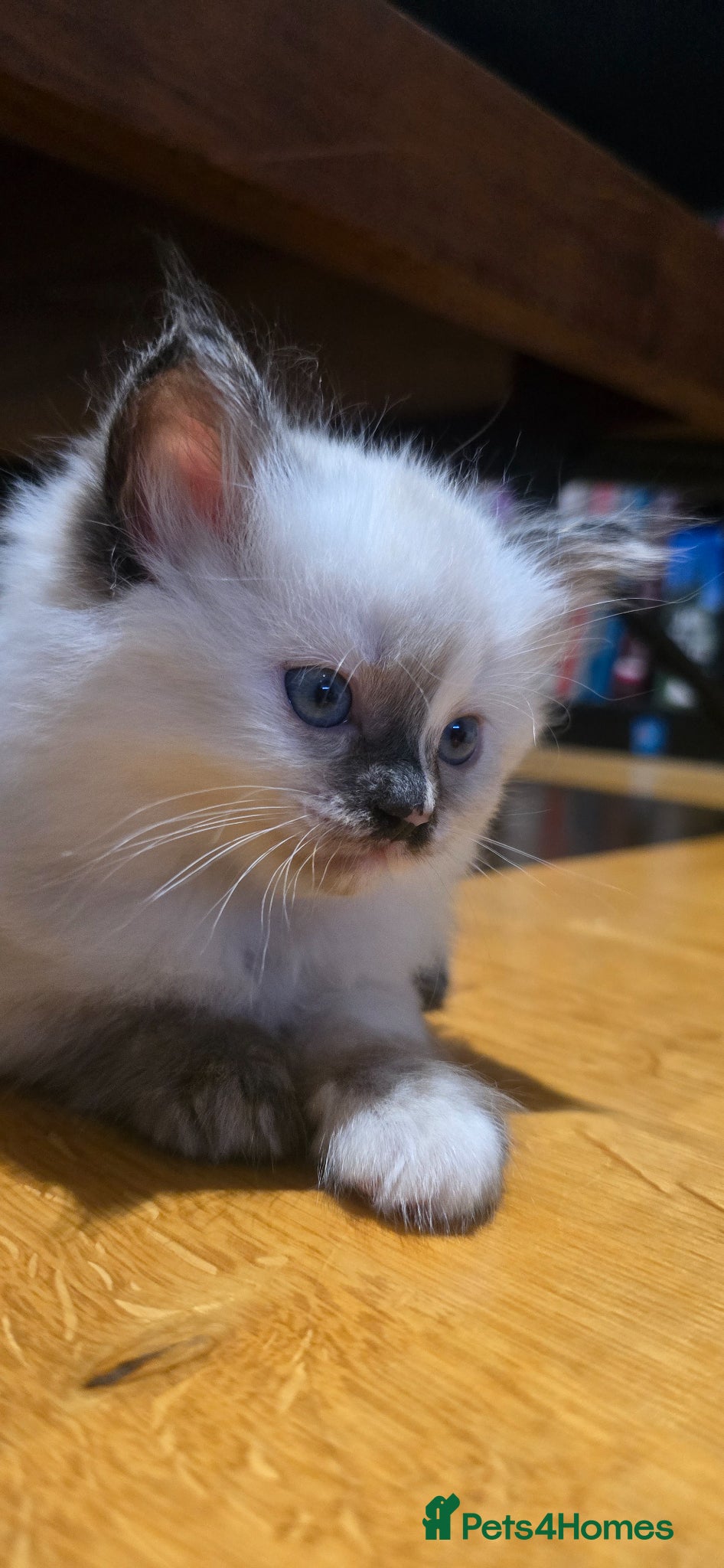 Mixed Breed cats Ragdoll/Siberian mix kittens - Advert 1