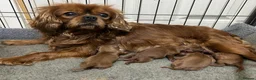 Cavalier King Charles Spaniel dogs for sale: Beautiful Ruby Cavalier King Charles pups - Advert 9