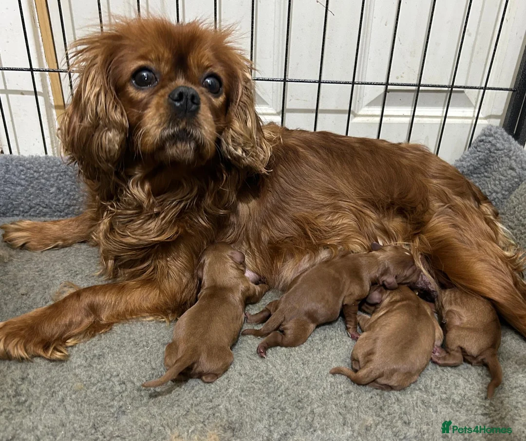 Cavalier King Charles Spaniel dogs for sale: Beautiful Ruby Cavalier King Charles pups - Advert 9