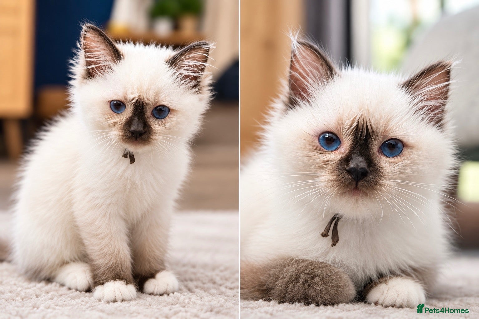 Ragdoll cats Chunky TICA Registered ragdoll Kittens  - Advert 15