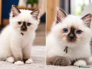 Ragdoll cats Chunky TICA Registered ragdoll Kittens - Advert 15