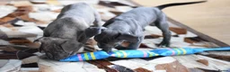 American Bull Staffy dogs for sale: American Staffordshire Terrier - Advert 14