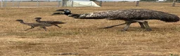 Emus poultry for sale: Baby Emu’s hatched by their father in Newbury - Advert 3