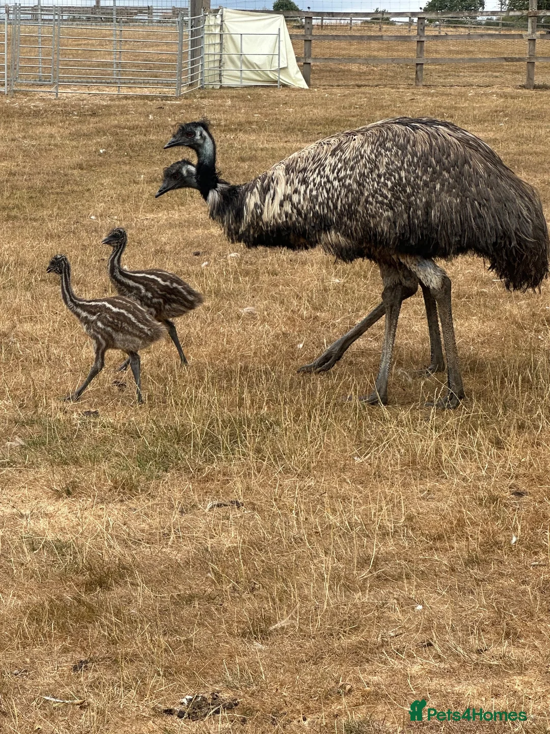 Emus poultry for sale: Baby Emu’s hatched by their father in Newbury - Advert 3