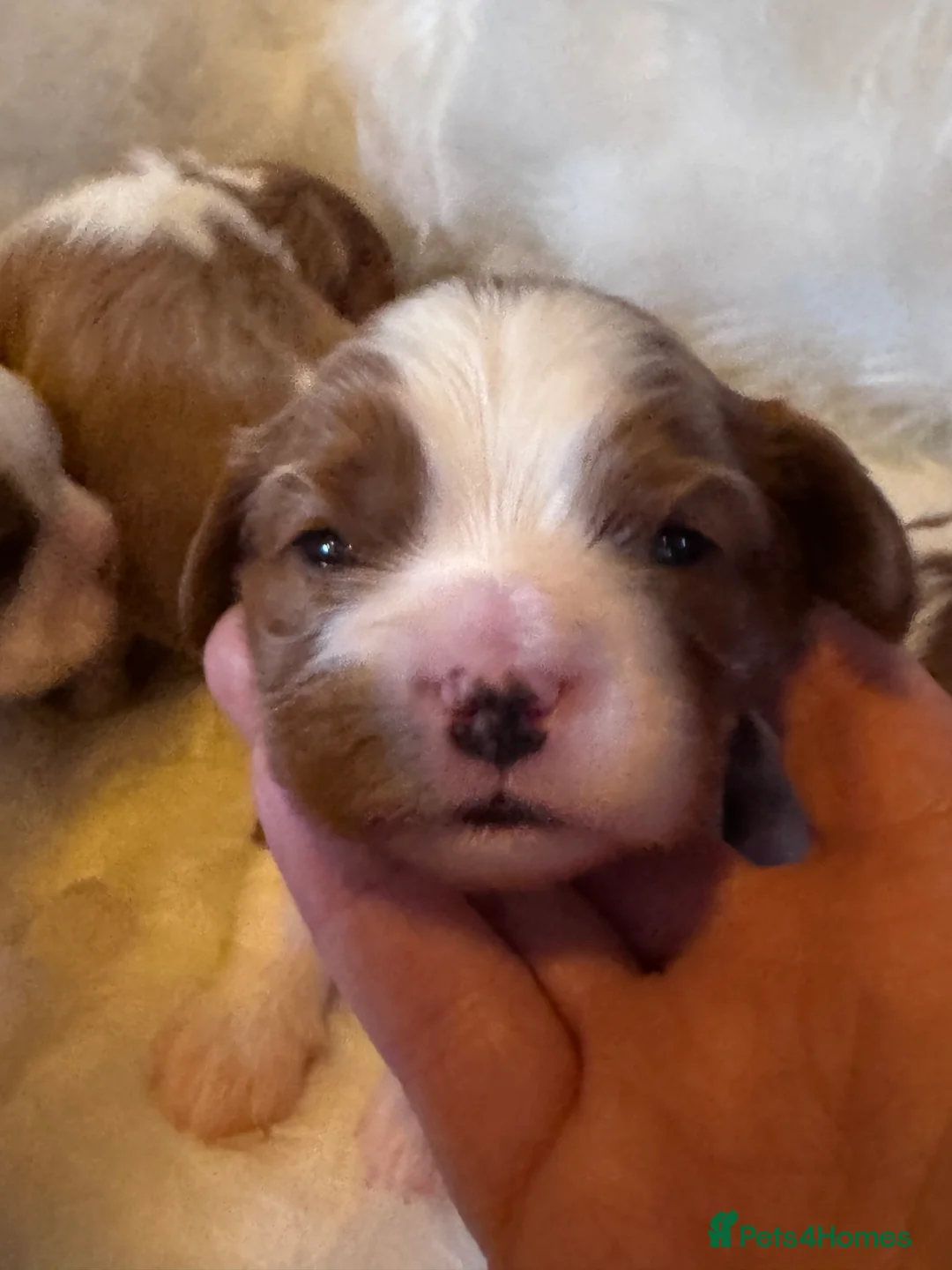 Cavalier King Charles Spaniel dogs for sale: Cavalier King Charles KC reg DNA 5* home breed - Advert 26