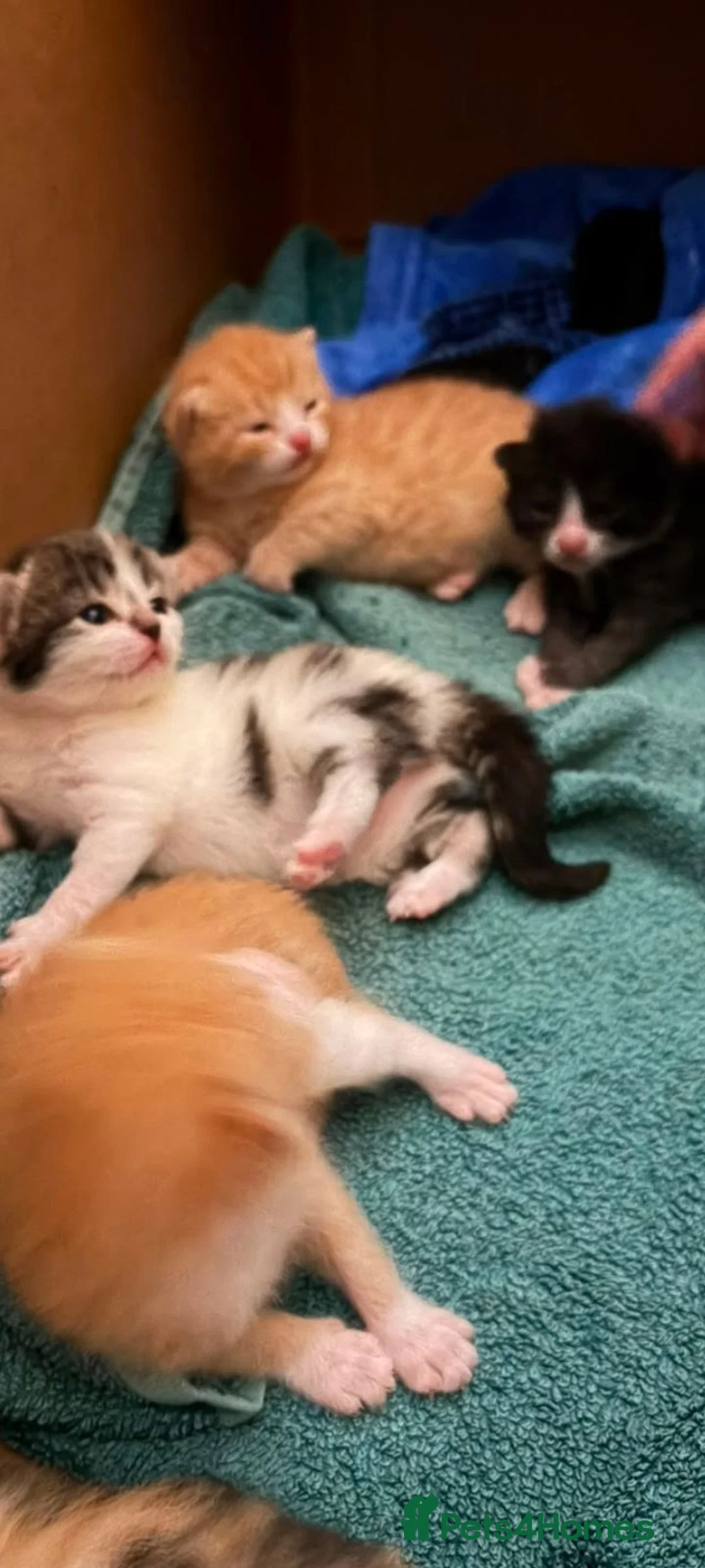 Mixed Breed cats for sale: Gorgeous kittens  - Advert 1