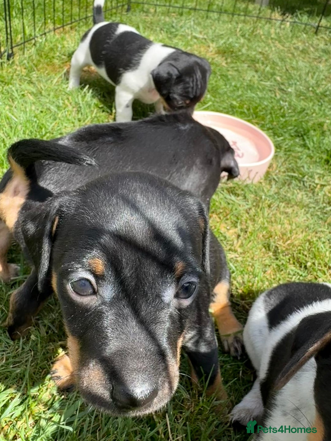Jack Russell dogs for sale: Gorgeous Jack Russell Puppies - Image 20